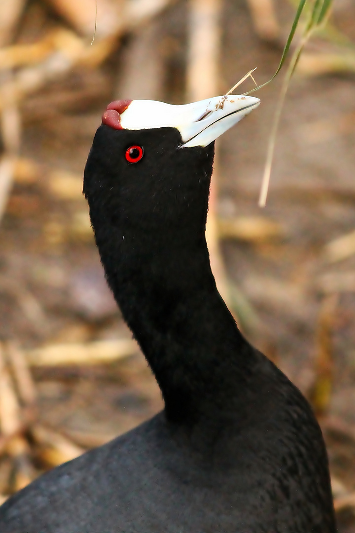 Negro, blanco y rojo, menudo contraste.