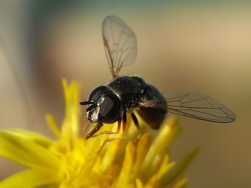 Negro sobre amarillo