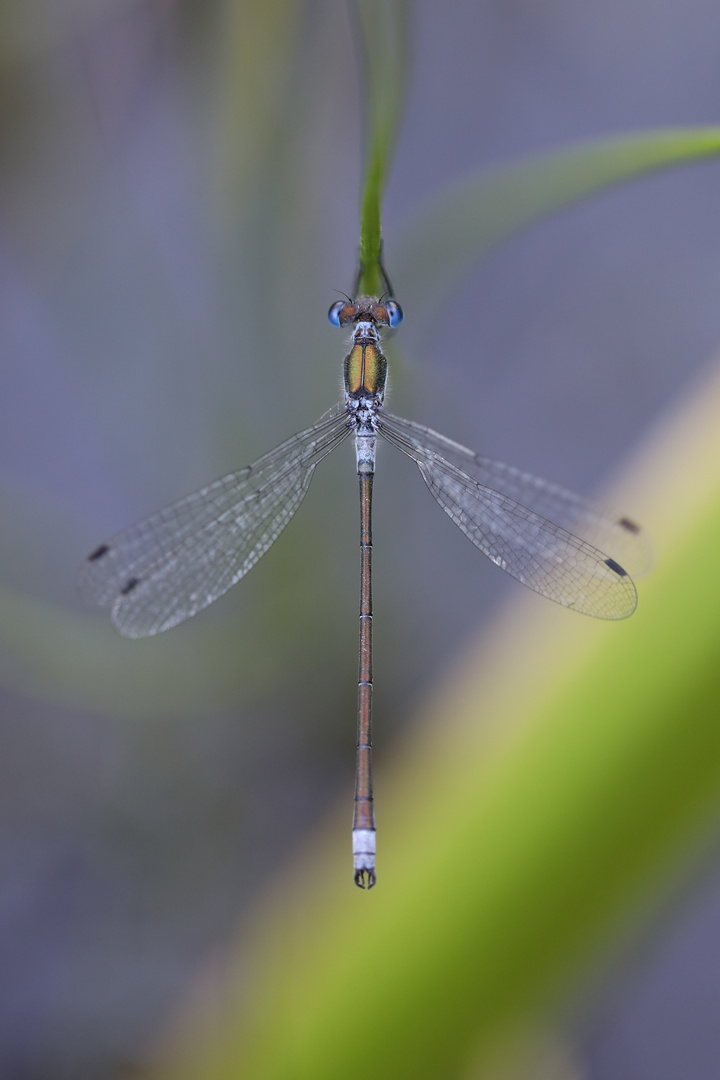 Nehalennia Speciosa - Pygmy Damselfly