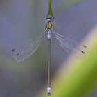 Nehalennia Speciosa - Pygmy Damselfly