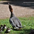 ..nehmt`s gelassen die Natur schreit nach Regen..