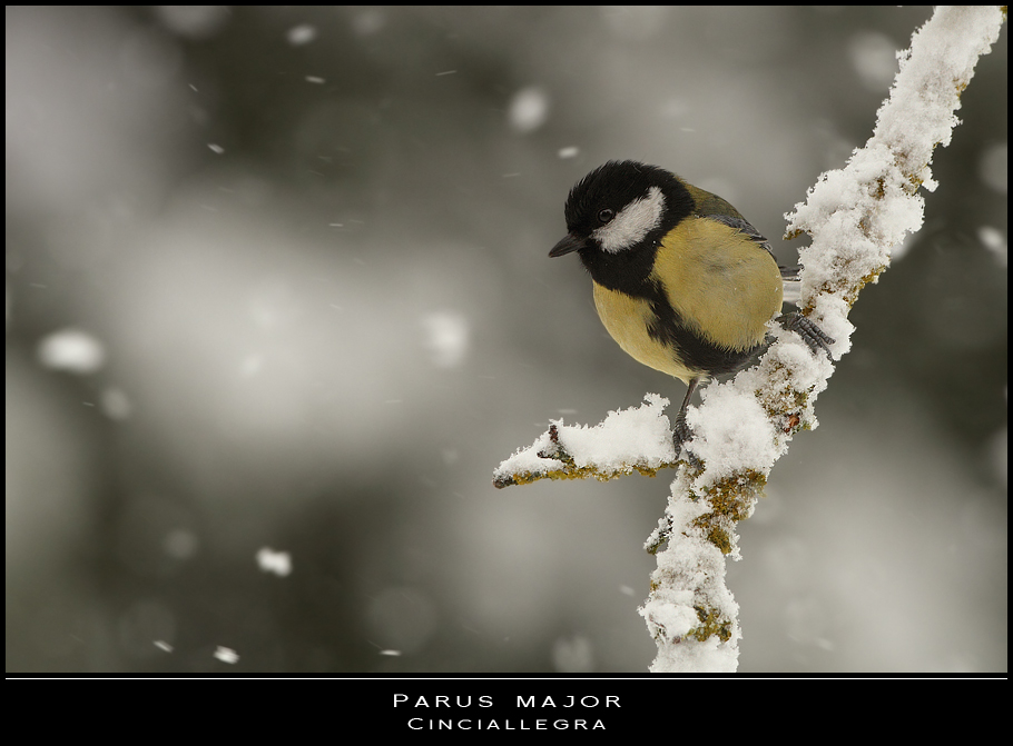 Nei giorni della neve... qualcuno sfida la bufera