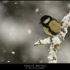 Nei giorni della neve... qualcuno sfida la bufera