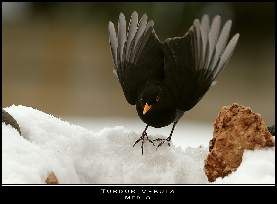 Nei giorni della neve... un angelo nero