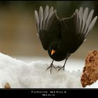 Nei giorni della neve... un angelo nero