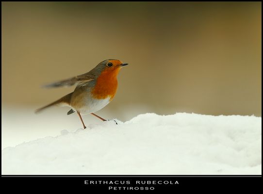 Nei giorni della neve... un tocco di colore