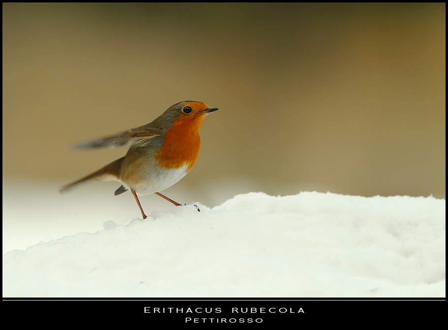 Nei giorni della neve... un tocco di colore