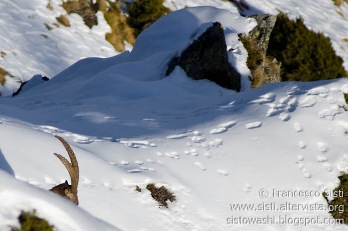 Nei suoi sguardi... (Valtournenche, Valle d'Aosta - Vallée d'Aoste)