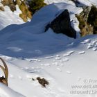 Nei suoi sguardi... (Valtournenche, Valle d'Aosta - Vallée d'Aoste)