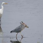 Neidisch???? Stolzer Graureiher (Ardea cinerea)  