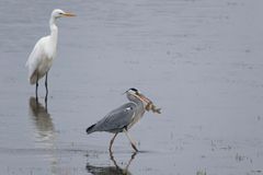 Neidisch???? Stolzer Graureiher (Ardea cinerea)  