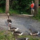 neidischer Blick der Gänse "Wir wollen auch paddeln"