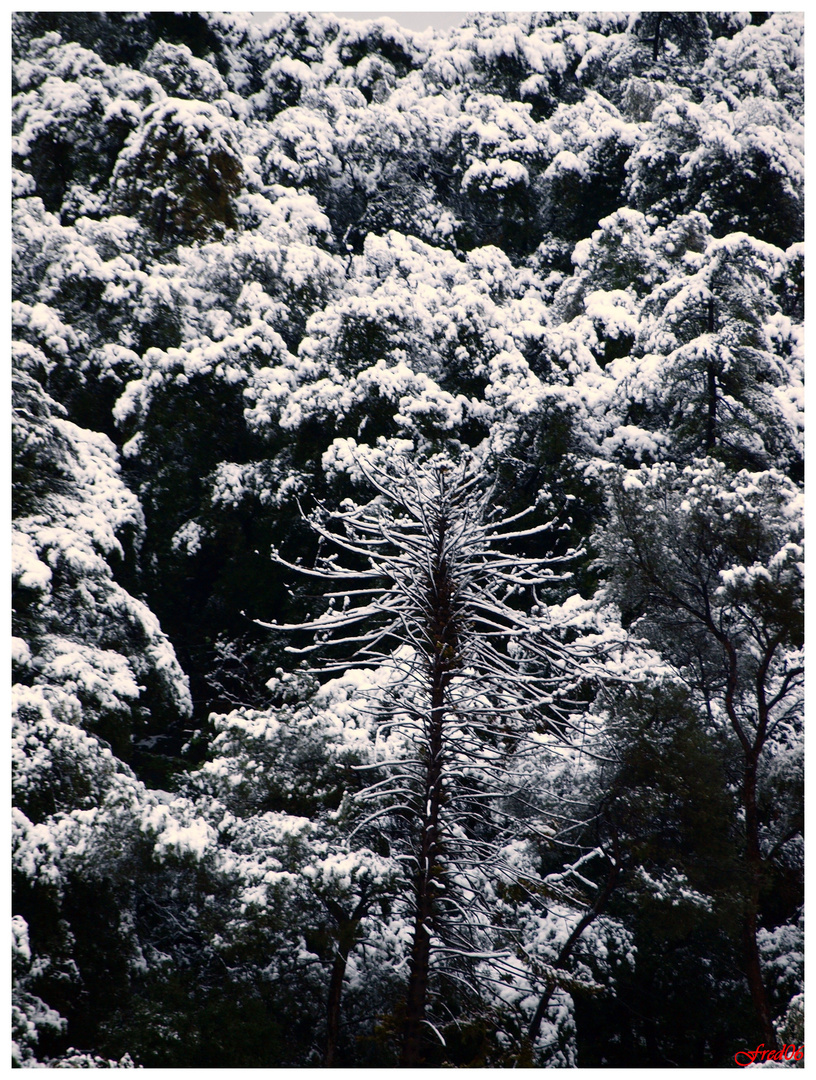 Neige à Nice ...suite