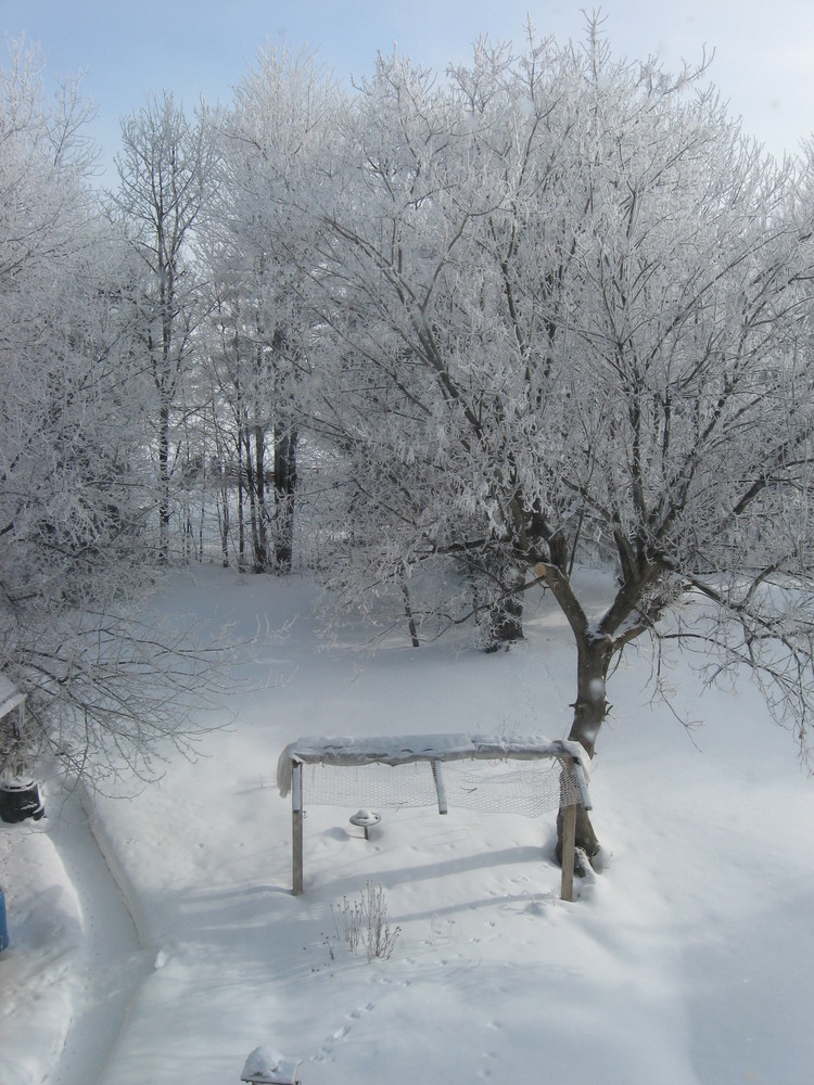 Neige collé aux branches