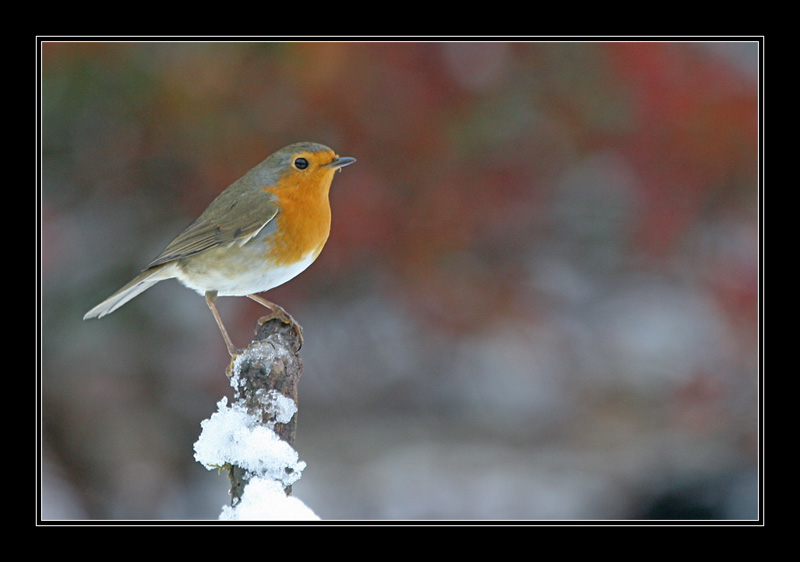 Neige d'automne