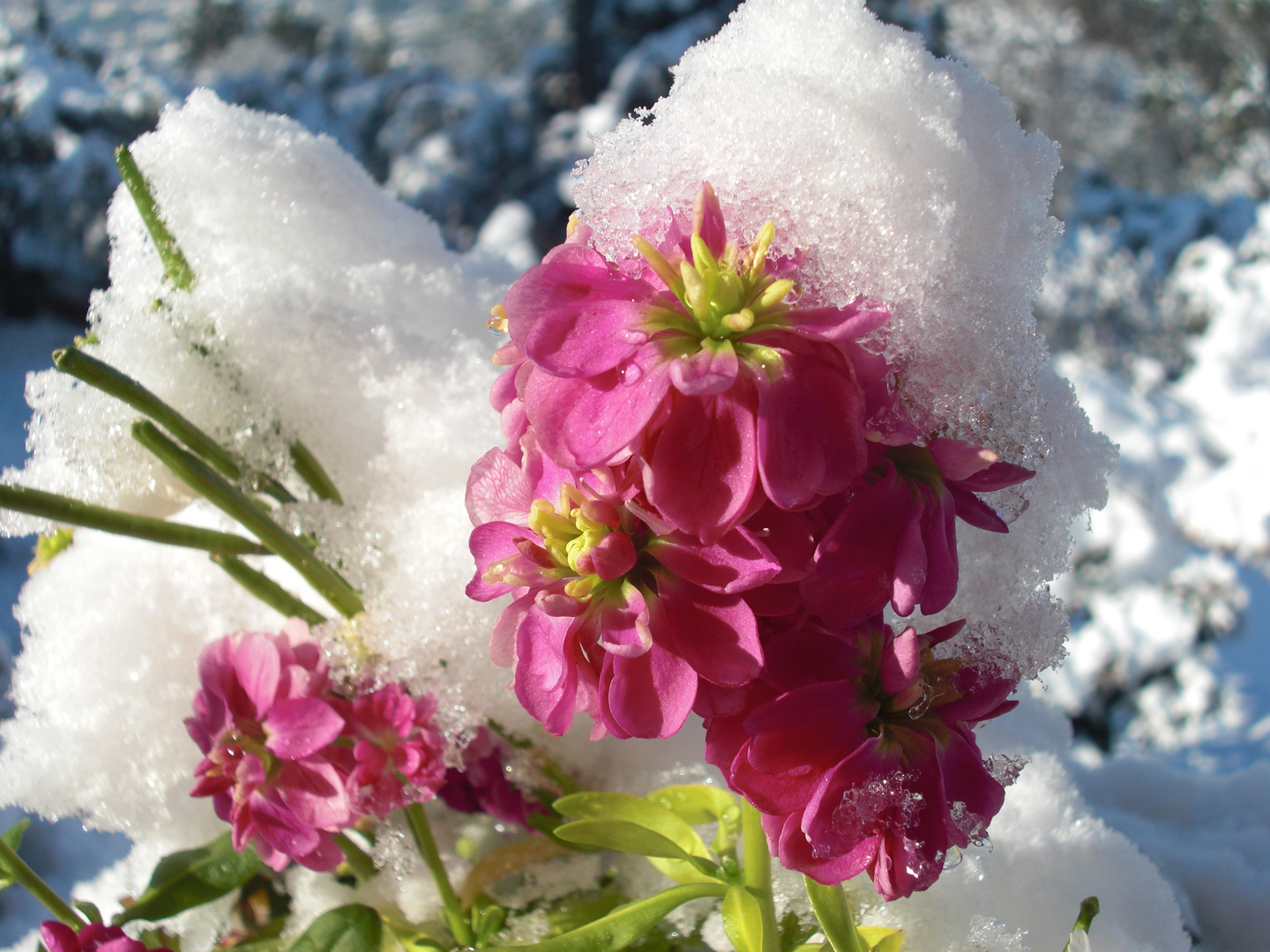 Neige de février