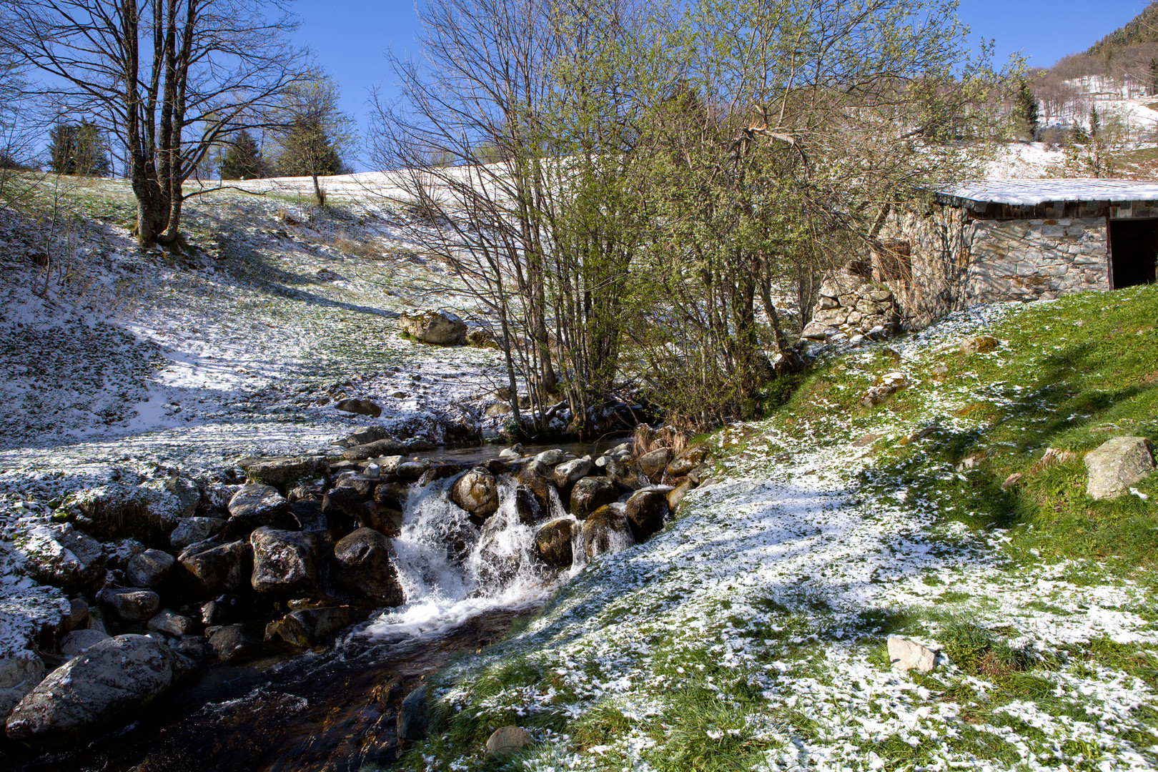 Neige de printemps ...