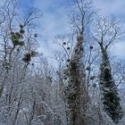 neige en Essonne ©