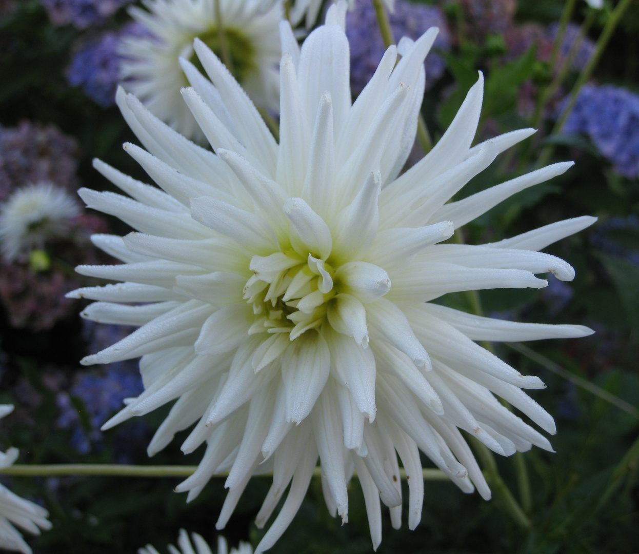 neige en fleur