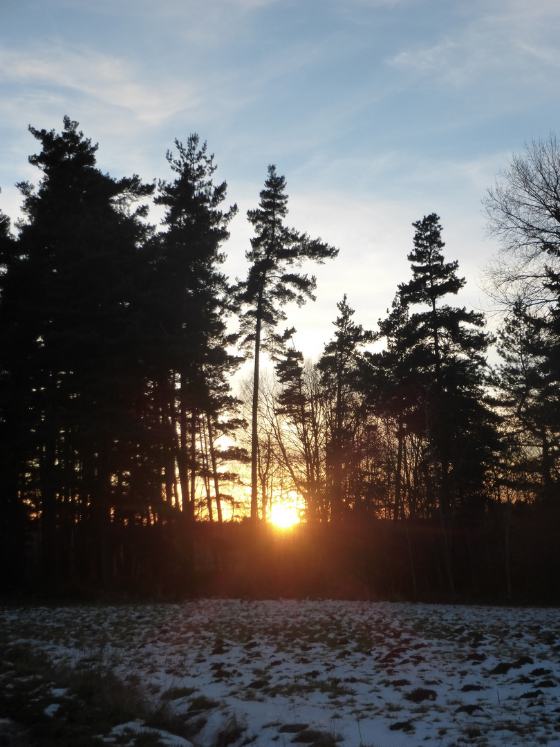 Neige en forêt