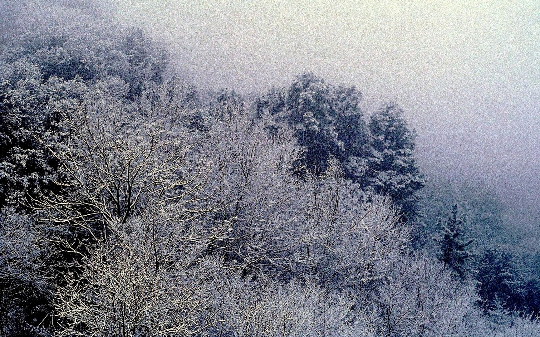 Neige en forêt normande