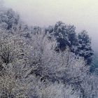 Neige en forêt normande