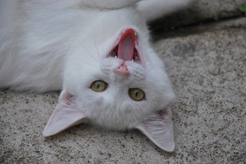 Neige en plein fou rire