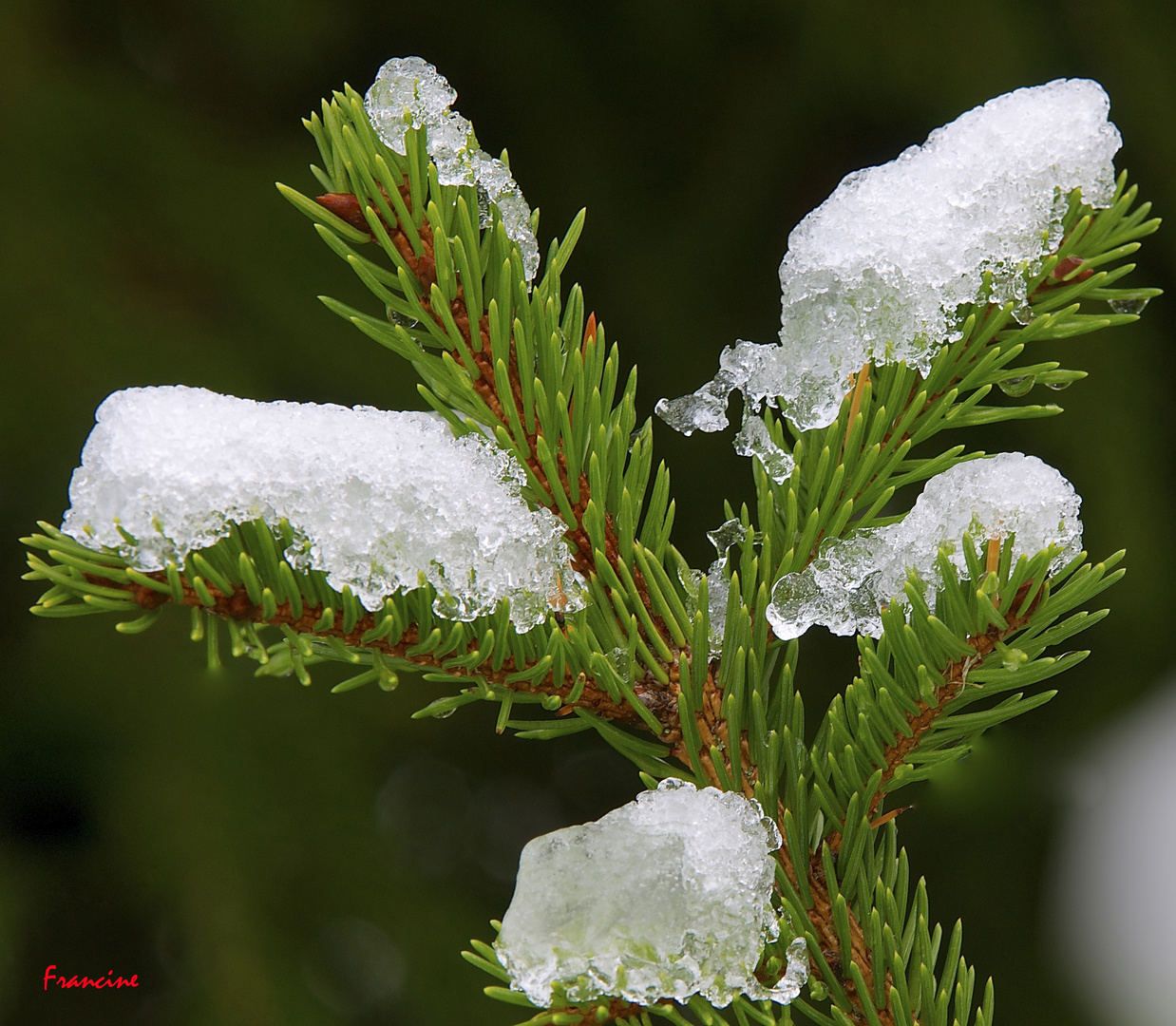 Neige éphémère un matin de décembre ...