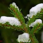 Neige éphémère un matin de décembre ...