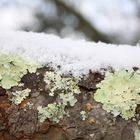 neige et lichen