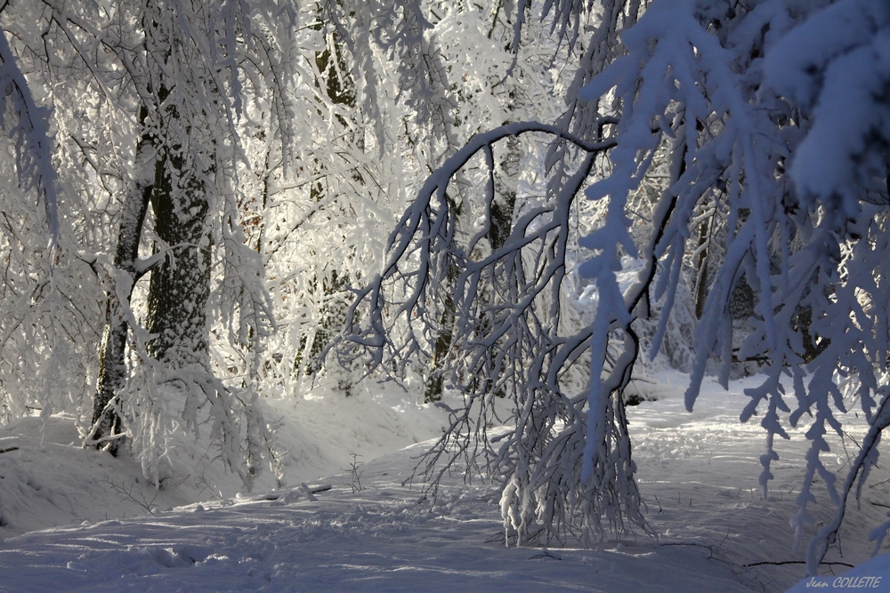 Neige et lumière en sous bois.