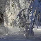 Neige et lumière en sous bois.