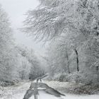 ... neige ... Forêt -Massif de la Serre !!!...