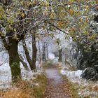 neige précoce ...