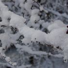 Neige sur fine branche d'arbre