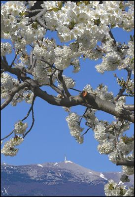 NEIGE SUR LE VENTOUX BASE 50-73