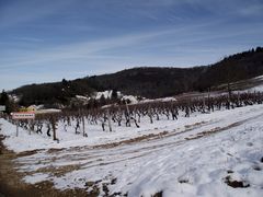 NEIGE SUR LE VIGNOBLE JURASSIEN