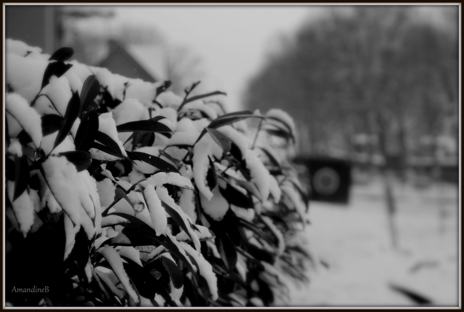 Neige sur les feuilles