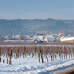 Neige sur les vignobles .