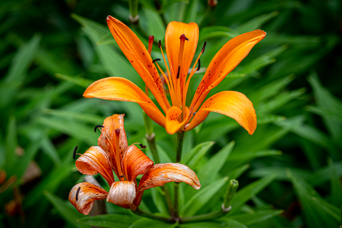 Neighbors garden