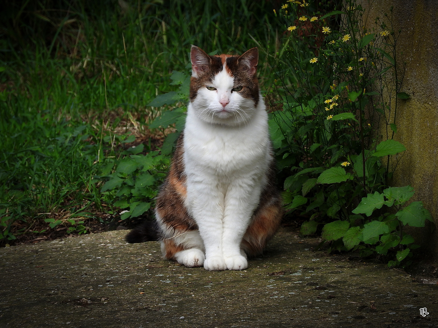 Neighbour's cat