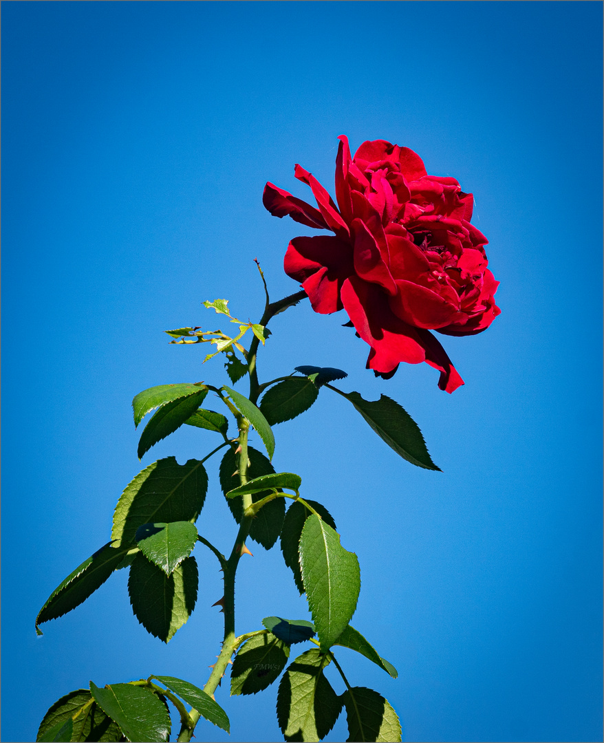 Neighbour's mid-September rose