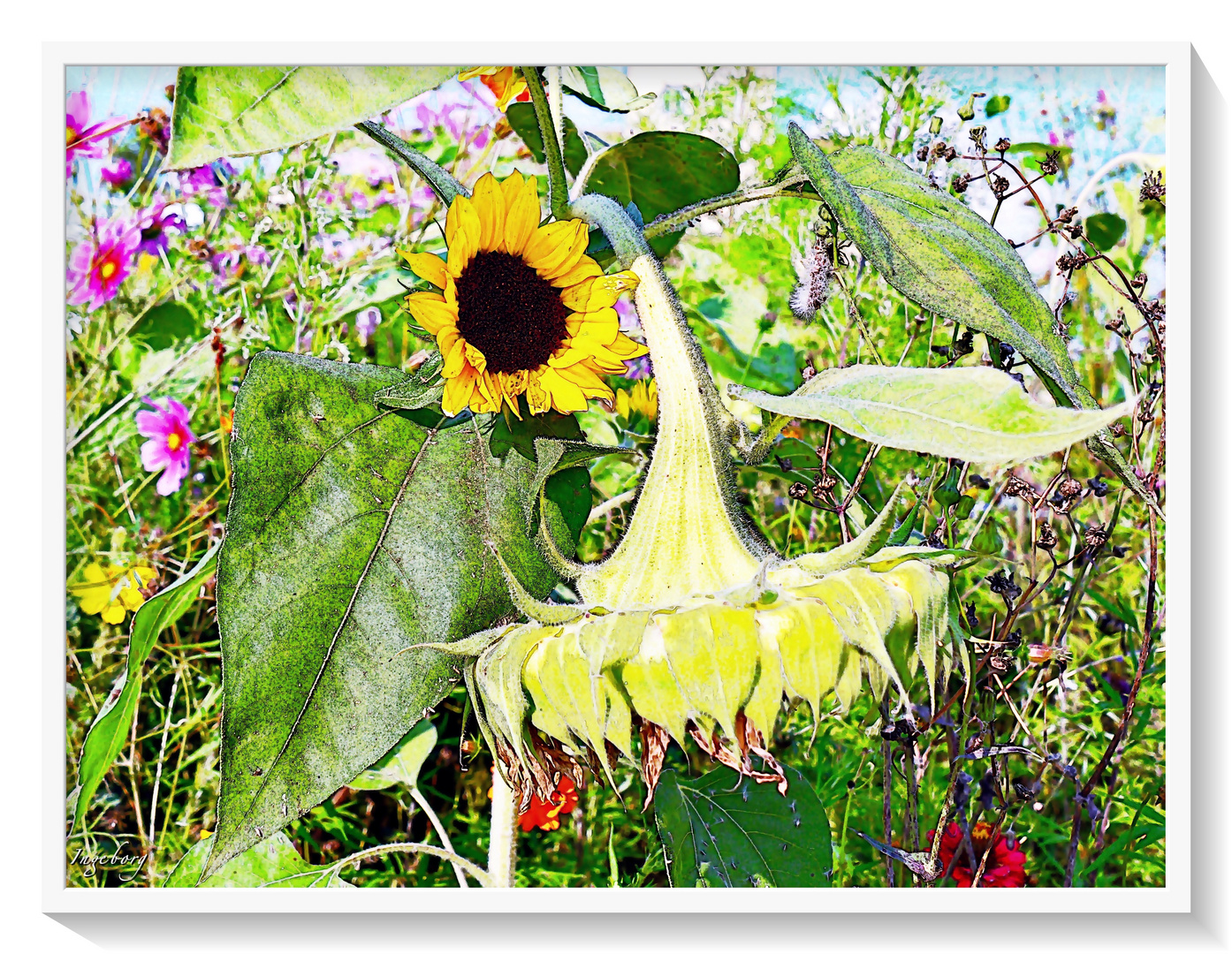 . . . neigt der Herbst nun endgültig sein Haupt?