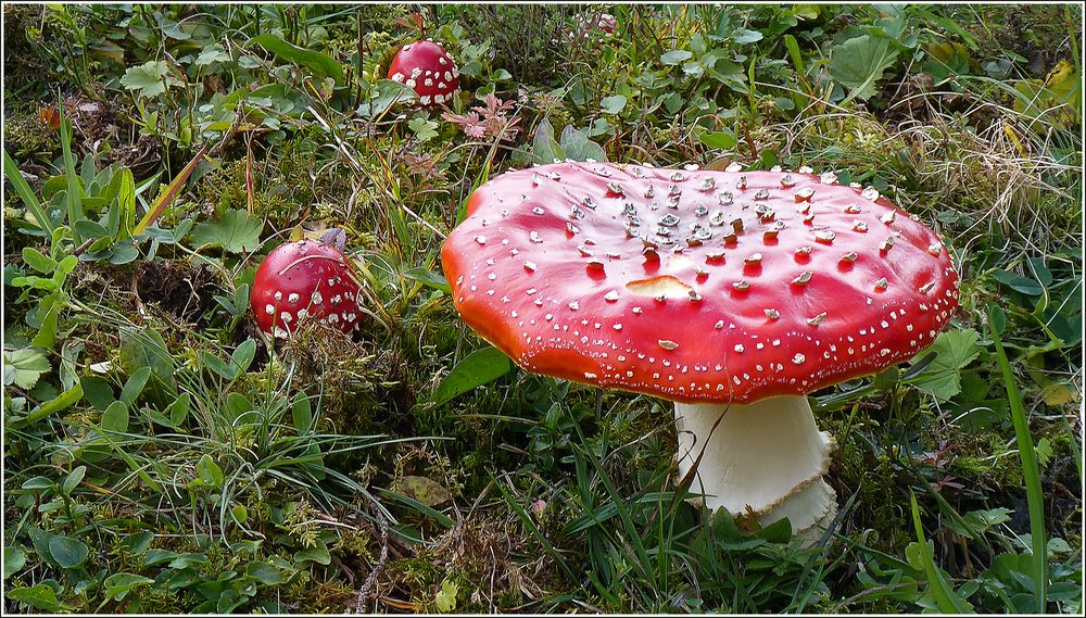 Nein, das ist kein Plastik-Pilz ...