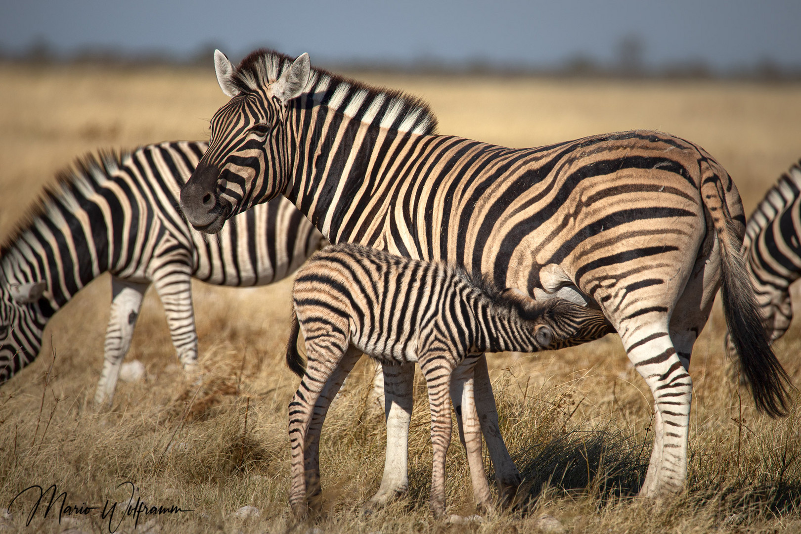 Nein, der kann nicht nur Zoo