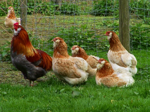 Nein, der Schwanz fehlt nicht - Araucana-Hühner sind schwanzlos