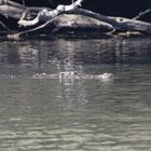 Nein, dieses Salzwasserkrokodil lebt nicht im Zoo....