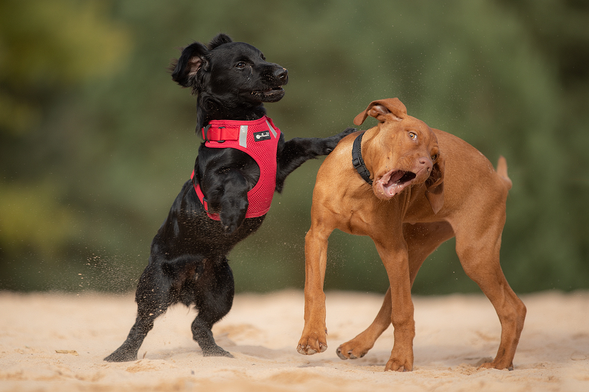 "NEIN!!" "DOCH!!" "OOOOHHHH"