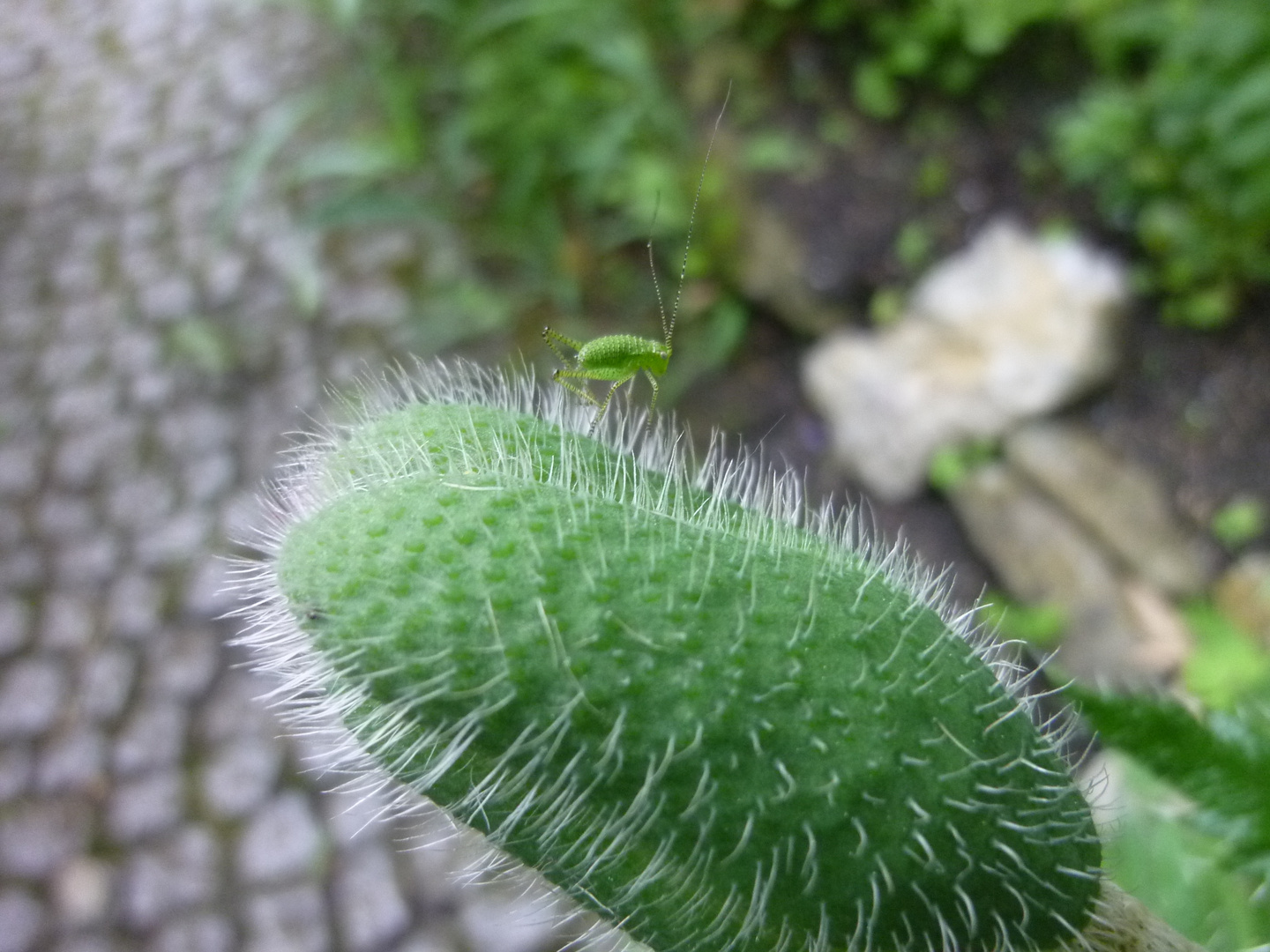 Nein, du siehst mich nicht!