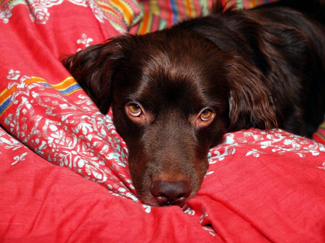 Nein, ein Hund gehört nicht ins Bett !!!